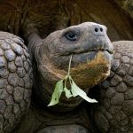 A história de Gramma, a tartaruga que se tornou o animal mais longevo do zoológico de San Diego