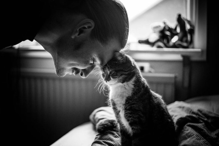 O que significa gostar de gatos, segundo a psicologia?