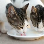 É saudável dar laticínios ao meu gato? A opinião dos veterinários