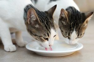 É saudável dar laticínios ao meu gato? A opinião dos veterinários