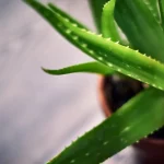 Por que recomendam ter uma planta de aloe vera em casa?
