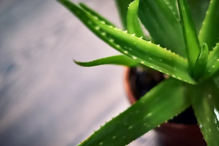 Por que recomendam ter uma planta de aloe vera em casa?