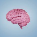 Como o cérebro pode adaptar-se à incerteza e aprender, de acordo com um estudo