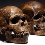 Durante décadas, questionámo-nos sobre o motivo pelo qual os neandertais se extinguiram. Por isso, estudamos os seus narizes.