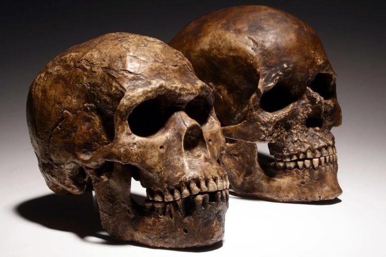 Durante décadas, questionámo-nos sobre o motivo pelo qual os neandertais se extinguiram. Por isso, estudamos os seus narizes.