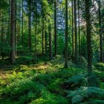 Novo estudo descobre que as florestas emitem mais carbono do que absorvem desde 2010