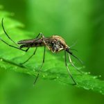 Bomba na zoologia mundial: confirmam o aparecimento de mosquitos na Islândia pela primeira vez na história