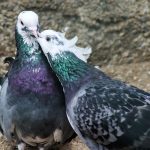 Um novo estudo revela como os pombos percebem o campo magnético da Terra