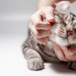 O que significa quando o seu gato ronrona em cima de si, segundo os veterinários