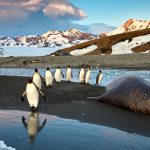 A descoberta do século: animais aquáticos nunca antes vistos são encontrados na Antártida